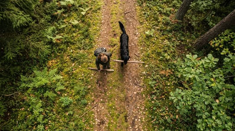 Hund trägt stabilen Ast im Wald