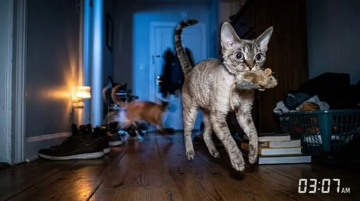 Katzenjagd im Mondschein: Katze mit sechsmal lichtempfindlicheren Augen springt auf imaginäre Beute