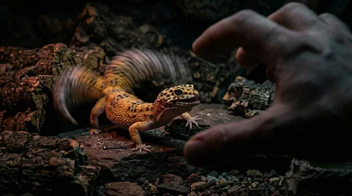 Leopardgecko hebt den Schwanz und wedelt ruckartig als Warnsignal zur Verteidigung