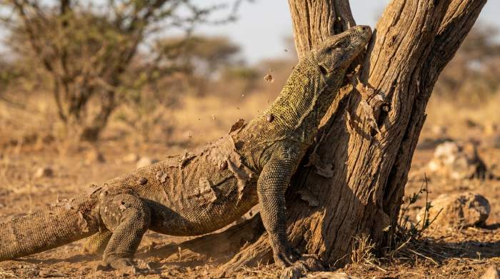 Reptilien Haeutung Prozess