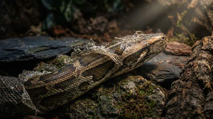 Reptilien Haeutung Vorbereitung