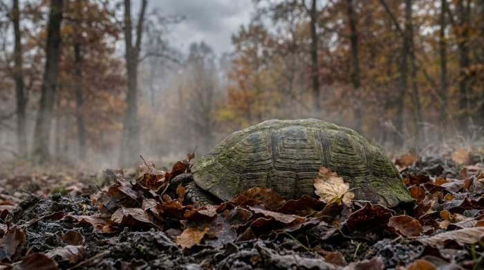 Schildkrote Beginnt Ihre Winterruhe
