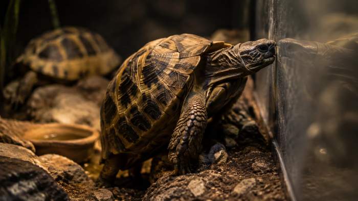 Schildkrote Reagiert Auf Balztrieb Im Terrarium
