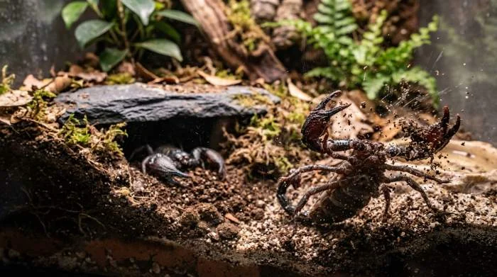 Skorpion versucht an Glaswand hochzuklettern und gräbt dabei unruhig im Substrat, Anzeichen für Stress statt normalem Höhlenbau