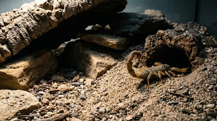 Skorpion gräbt im Terrarium unter direkter Sonneneinstrahlung nach einem dunklen Versteck.