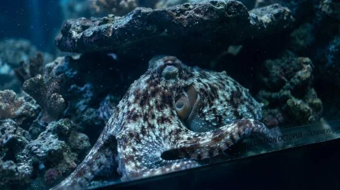 Tintenfisch mit unkontrollierten, schnellen Farbwechseln als Stressanzeichen im Aquarium