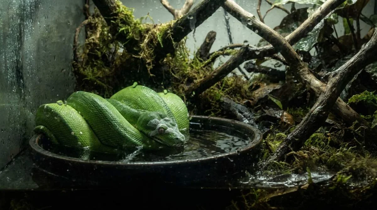Lange Wasserbäder bei Schlangen können auf Häutung oder Probleme hinweisen